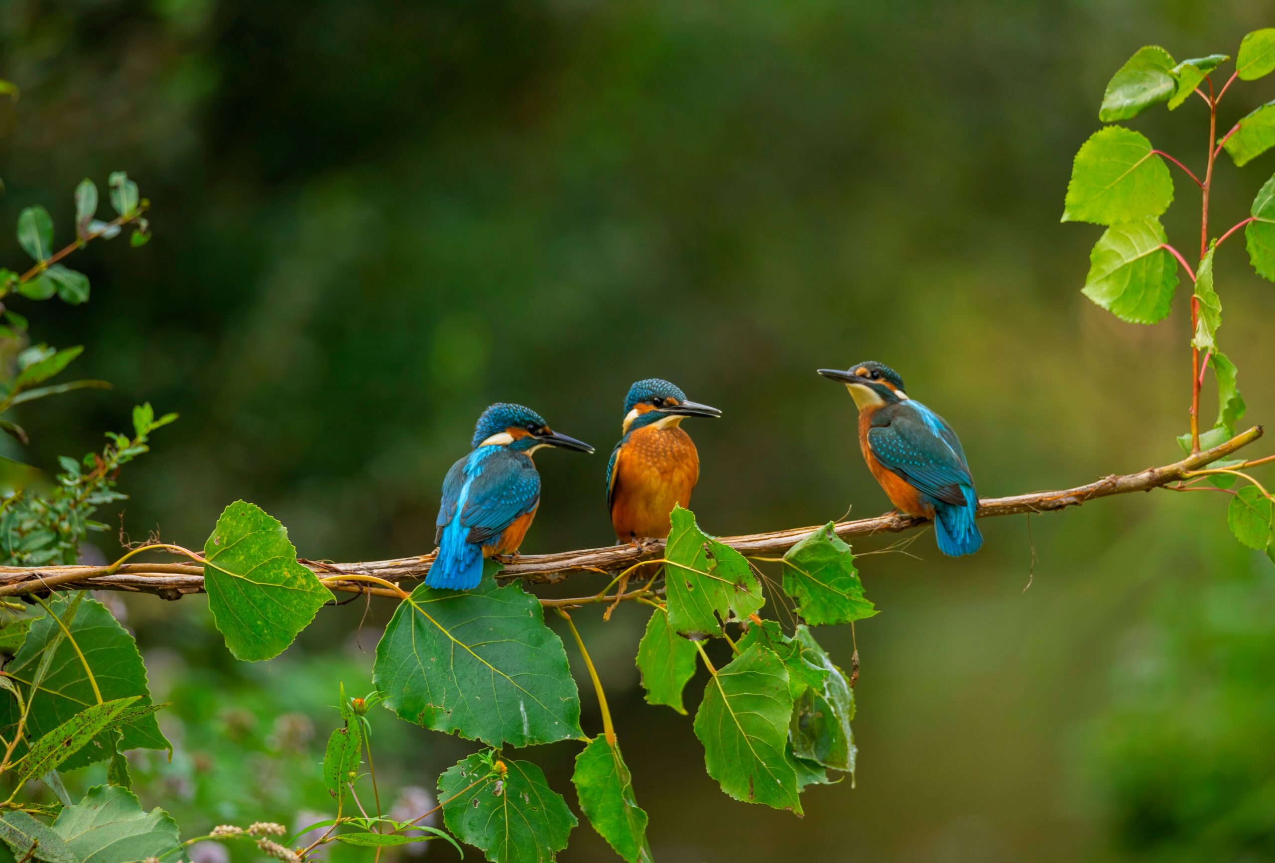Closeup shot of Common Kingfisher birds