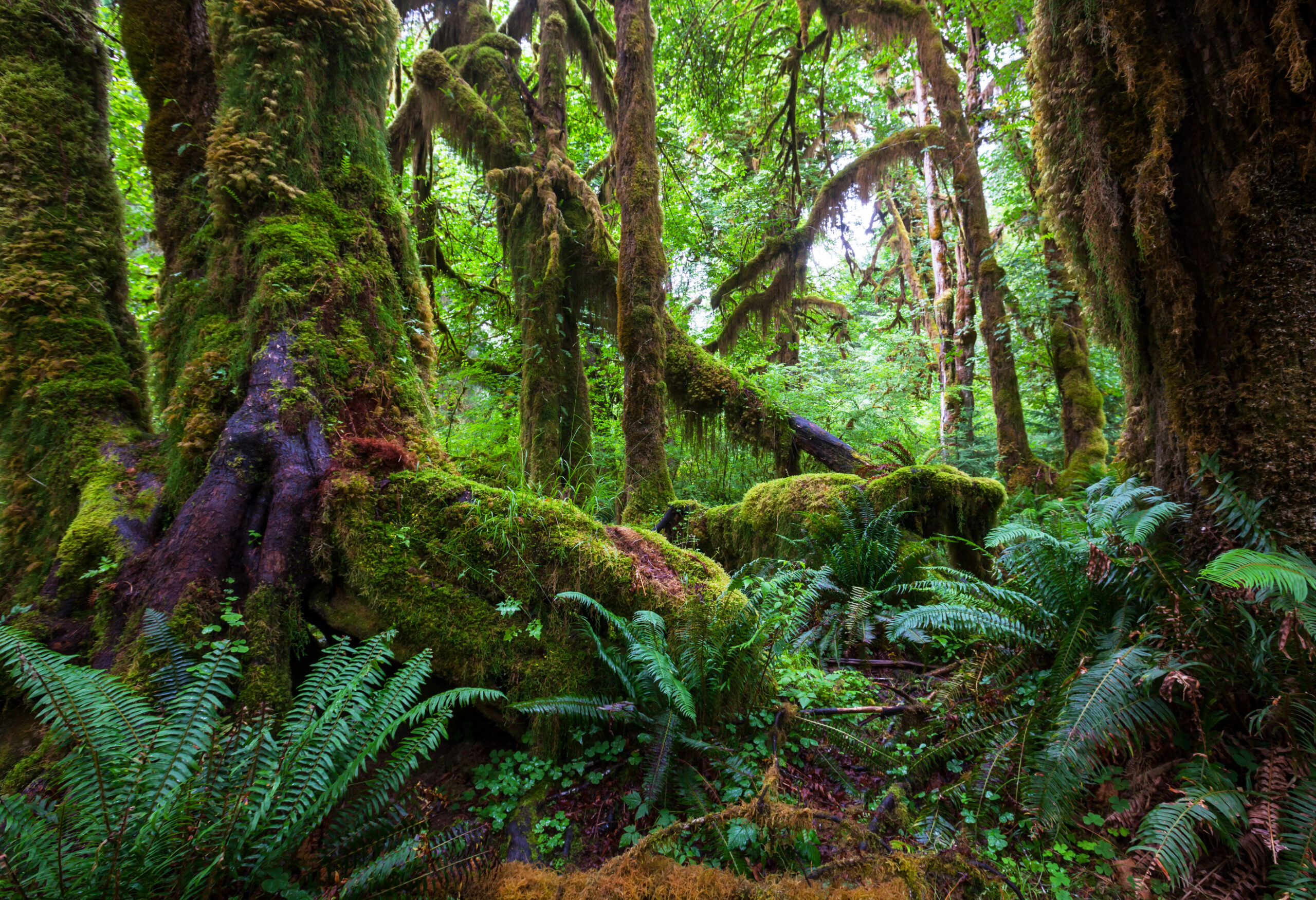 rain-forest-2026-01-09-13-01-09-utc