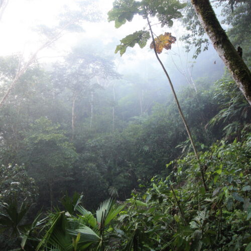Amazon rainforest trail in Ecuador