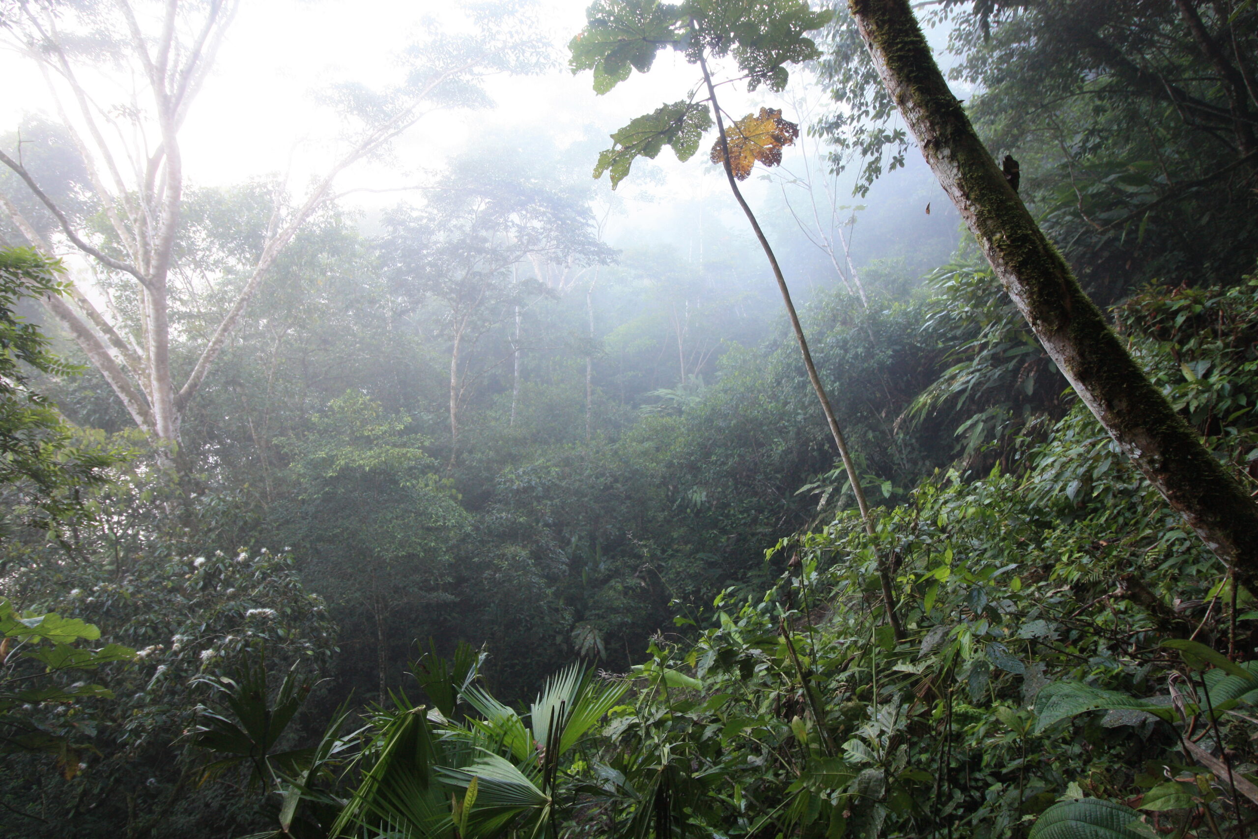 Amazon rainforest trail in Ecuador