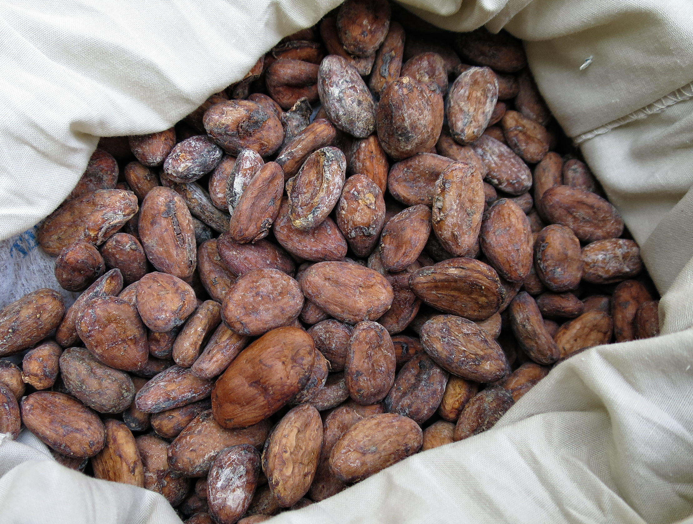Ghanaian cocoa beans