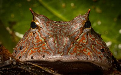 Sleeping Without Walls: Citizen Science, Culture, and the Peruvian Amazon