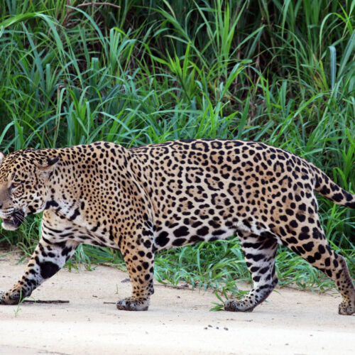 Jaguar in the Amazon rainforest