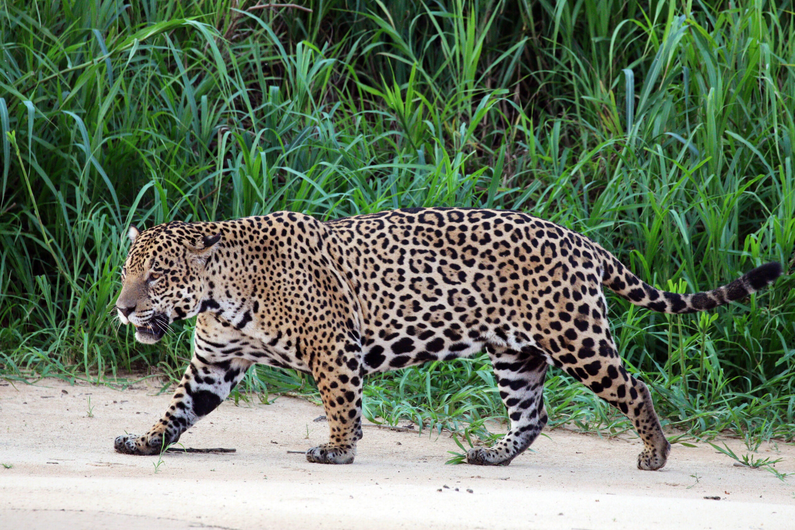 Jaguar in the Amazon rainforest