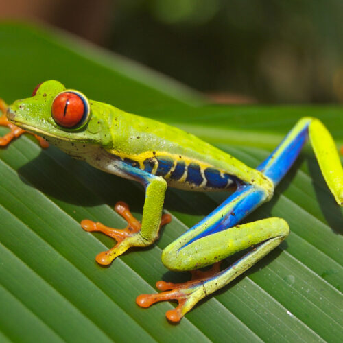 Red-eyed tree frog in the Amazon rainforest