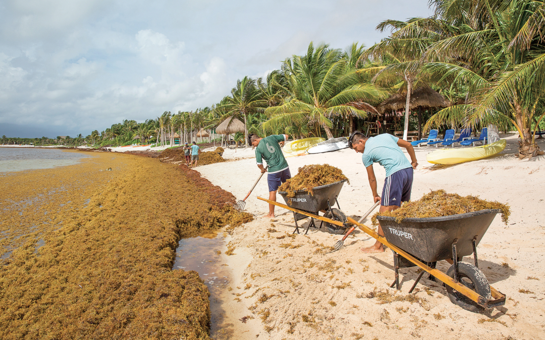 A photo of two men with rakes and wheelbarrows clearing Sargassum off a resort beach