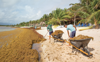 When Paradise Turns Brown: Sargassum